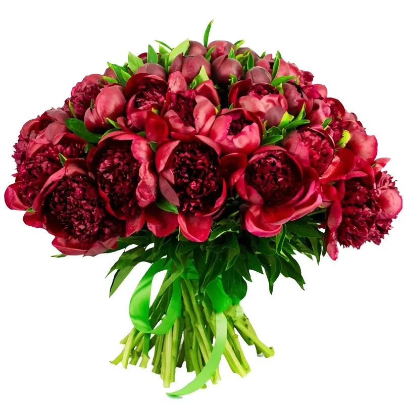 Пионы бордовые